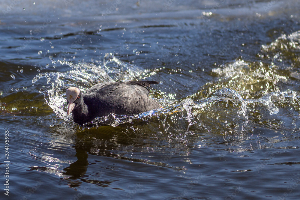 Fototapeta premium Eurasian coot running on the surface of a pond