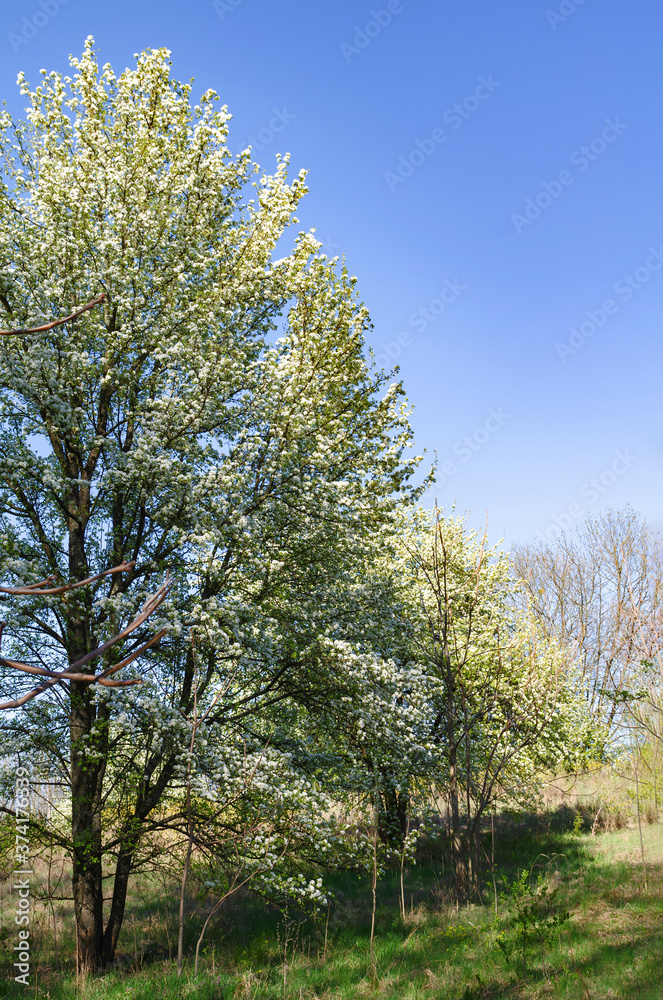 Blooming Bradford pear trees in the spring along a curve in a rural road