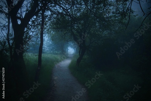 morning in the forest © Raphal