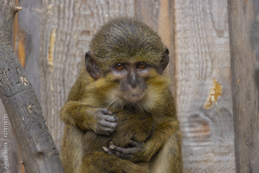 Little funny gabon talapoin with cub in an embrace on a wooden background. As with other vertebrates, mutual communication is optical, acoustic, tactile and chemical. (Miopithecus talapoin)