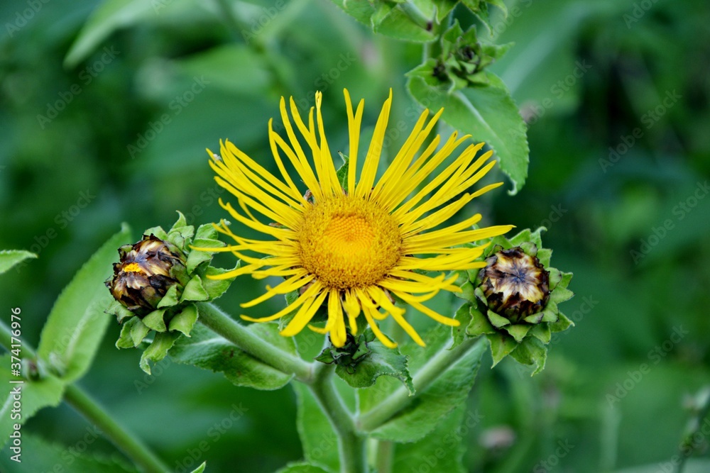 Medicinal plant elecampane inula closeup.
Medicinal plant elecampane inula closeup.