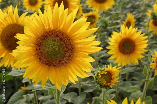 Fototapeta Naklejka Na Ścianę i Meble -  Sunflowers in the field A close up of a flower Seeds