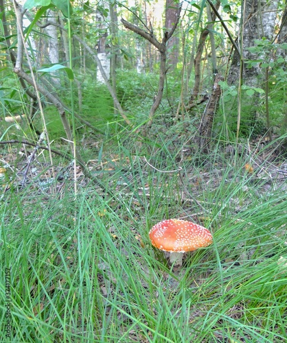 fly agaric mushroom