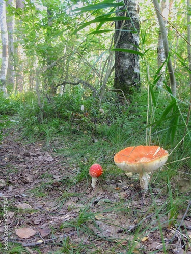 mushrooms in the forest