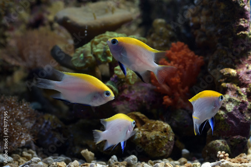 a group of small fishes swimming among the corals 