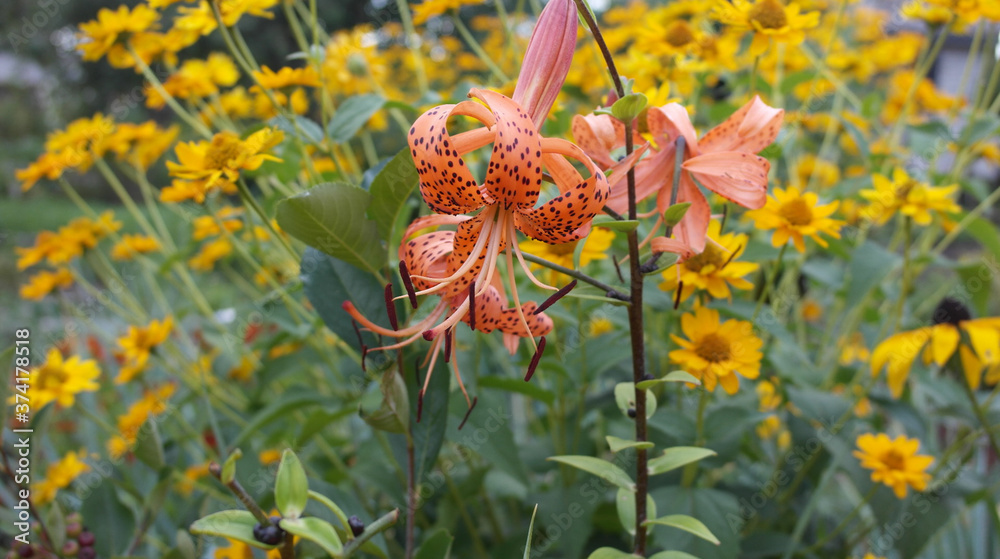 Fototapeta premium Bright orange Lilium lancifolium in garden