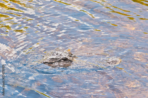 top, side view, close distance, of the head of an alligator with a dragon fly, standing on long snout, in creek of Big Cypress preserve, on a sunny afternoon
