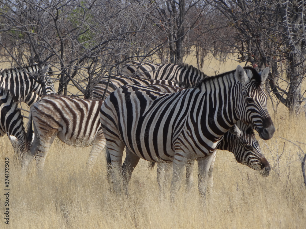 a group of zebras a group of zebras