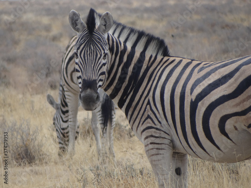 A zebra in the savannah of Namibia