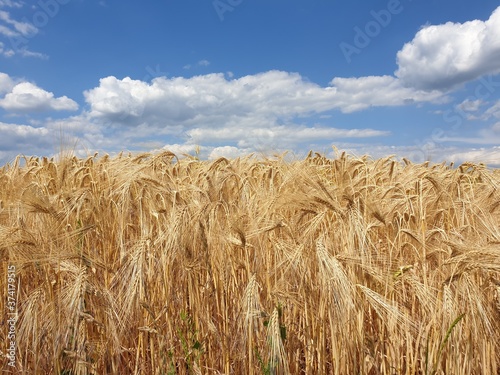 field of wheat