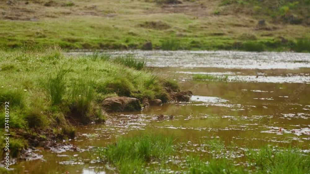 Frog jumping from grass in a pond Frog jumping from grass in a pond