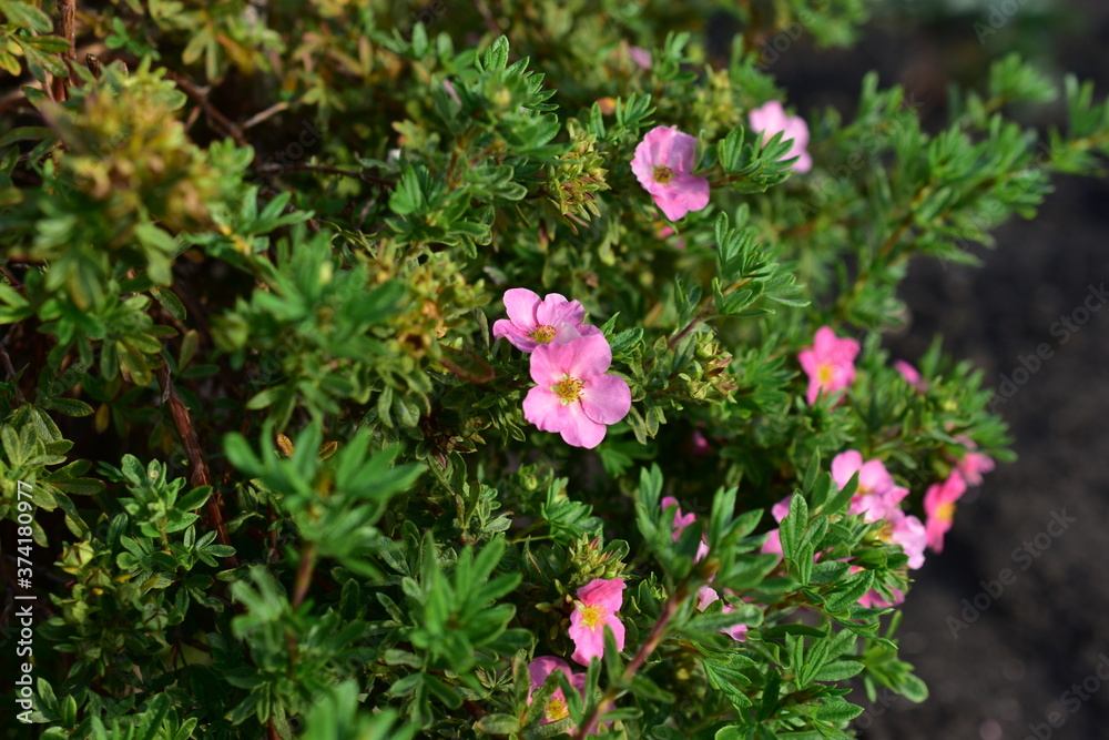 Green Bush with flowers Lapchatki (Potentilla) erect Kalgan close-up