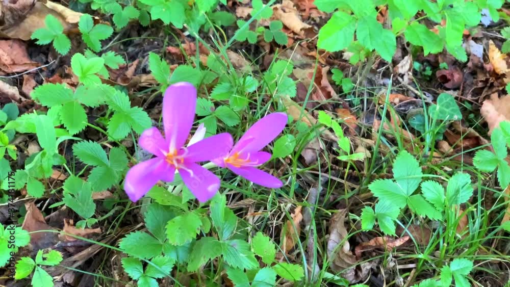 Close up of a Safran flower in the wild. (Italian woods). Close up of a Safran flower in the wild. (Italian woods).