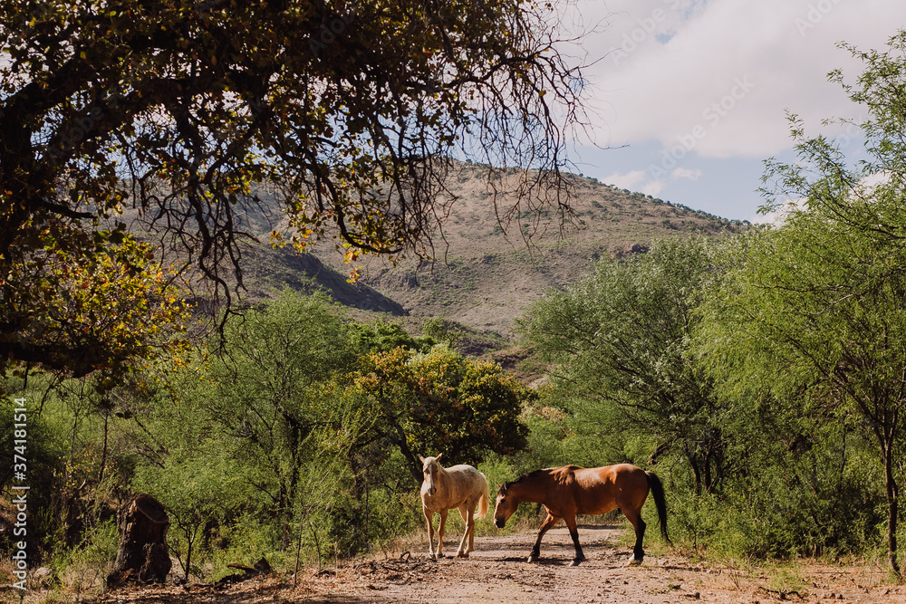 Caballos silvestres