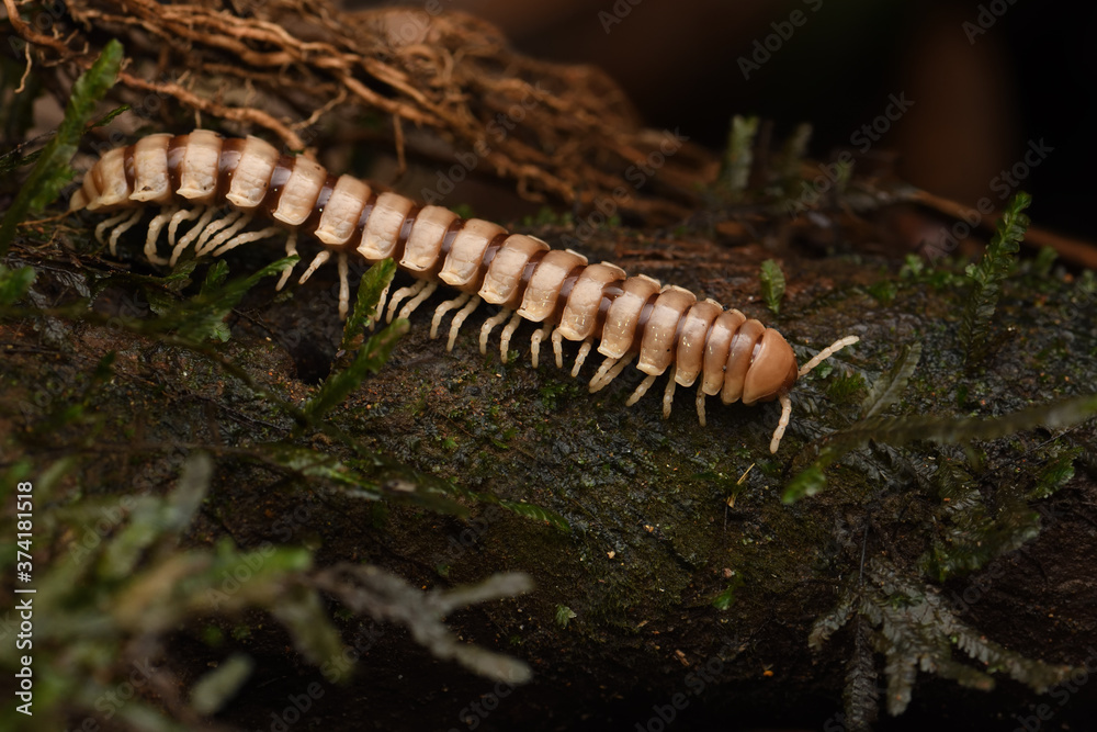 Obraz premium Millipede is walking on wood stem in night forest