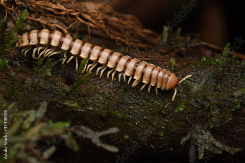 Millipede is walking on wood stem in night forest © PetrDolejsek