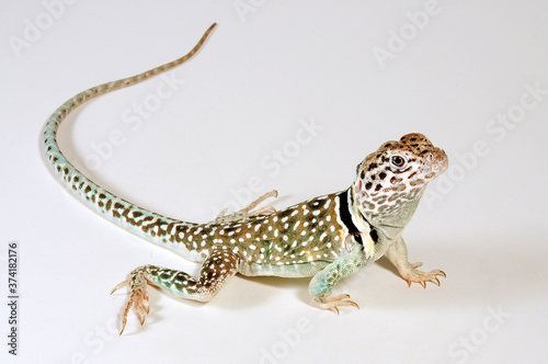 Common collared lizard from Mexico / Halsbandleguan aus Mexico (Crotaphytus collaris)  photo