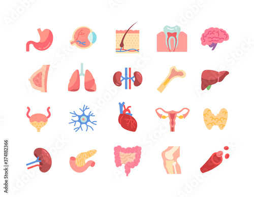 Large set of colored line drawn icons of assorted human organs for vector design elements