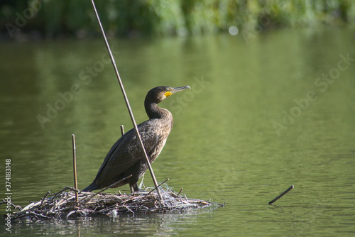 Cormorant at City park