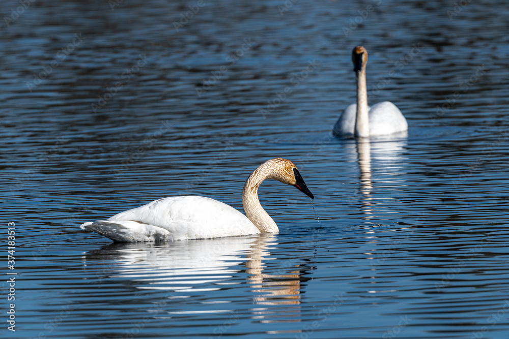 Fototapeta premium Pair of Trumpeter Swans (Cygnus buccinator)
