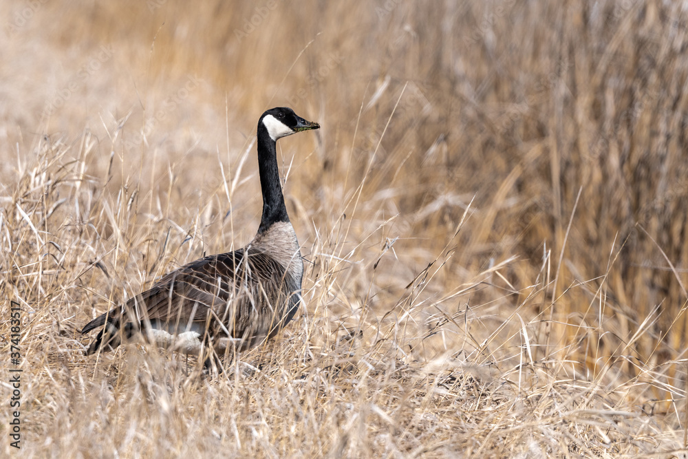 Canada Goose (Branta canadensis) in High Grass Canada Goose (Branta canadensis) in High Grass