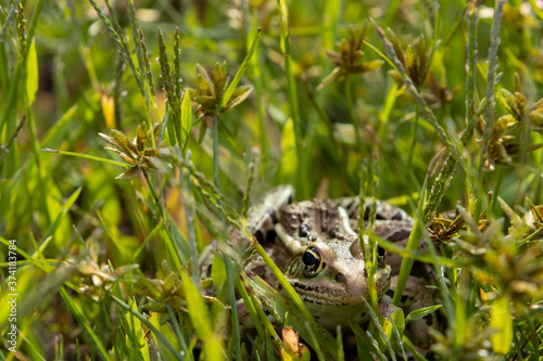 Northern Leopard frog poking head through grass