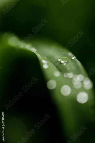 Closeup of waterdrops rolling on green leaves in the garden after rain