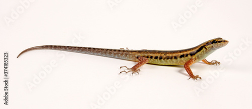 Snake-eyed Skink / Schlangenaugen-Skink (Cryptoblepharus boutonii) photo