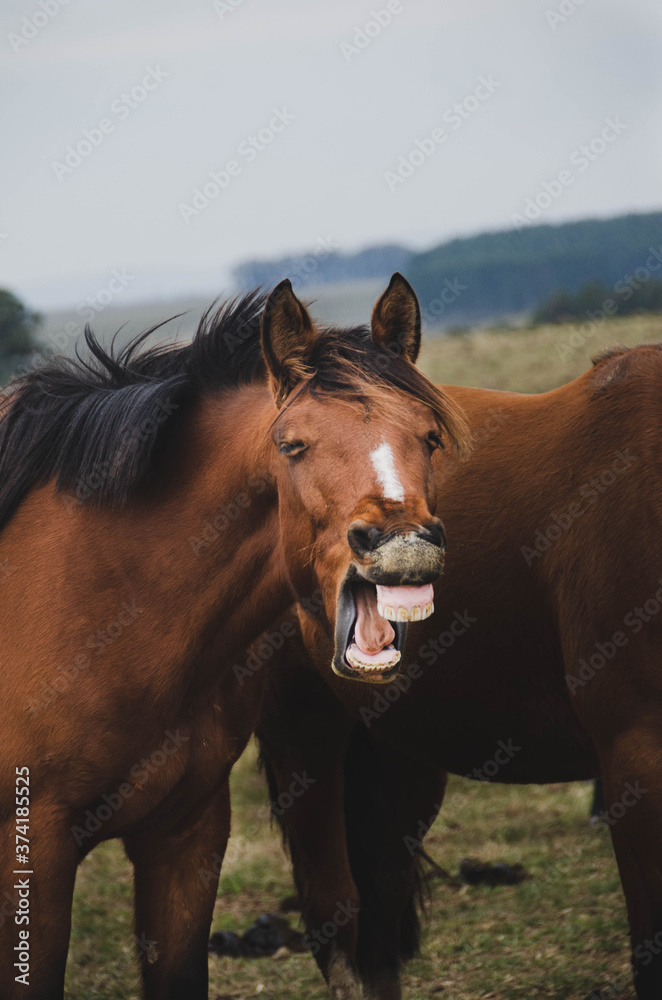 Obraz premium Horse smile