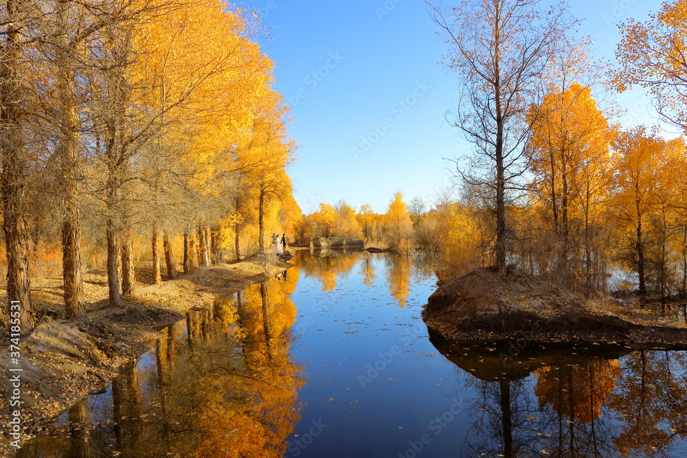 Fairytale land of Jinta Populus euphratica (Huyang in Chinese) forest, western Gansu, China. Every autumn the poplar forest turns into a golden dream world attracting people around the world. Fairytale land of Jinta Populus euphratica (Huyang in Chinese) forest, western Gansu, China. Every autumn the poplar forest turns into a golden dream world attracting people around the world.