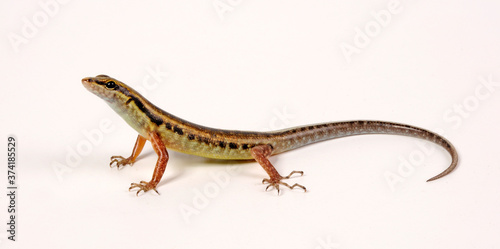 Schlangenaugen-Skink (Cryptoblepharus boutonii) - Snake-eyed Skink photo