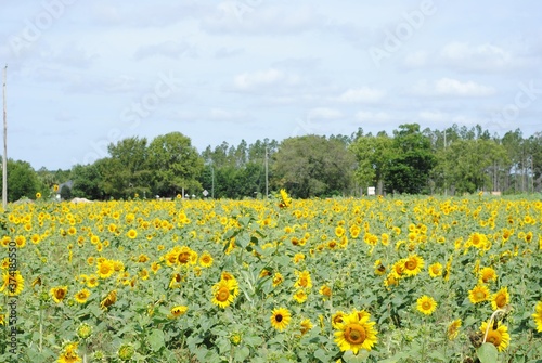 field of sunflowers © Elisa