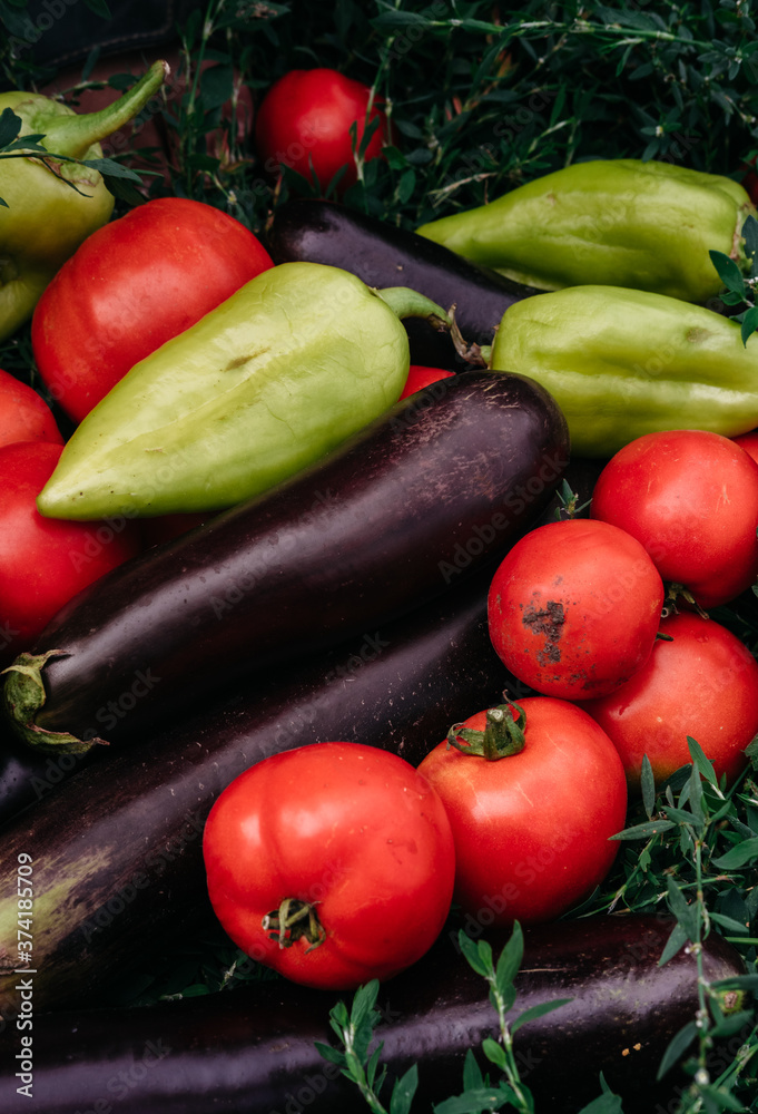 Summer harvest from the greenhouse and garden. Delicious and healthy vegetarian organic food. Various fresh colored vegetables close up. Green bell peppers, red tomatoes and blue eggplants. Summer harvest from the greenhouse and garden. Delicious and healthy vegetarian organic food. Various fresh colored vegetables close up. Green bell peppers, red tomatoes and blue eggplants.