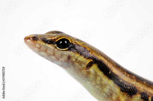 Snake-eyed Skink / Schlangenaugen-Skink (Cryptoblepharus boutonii) photo