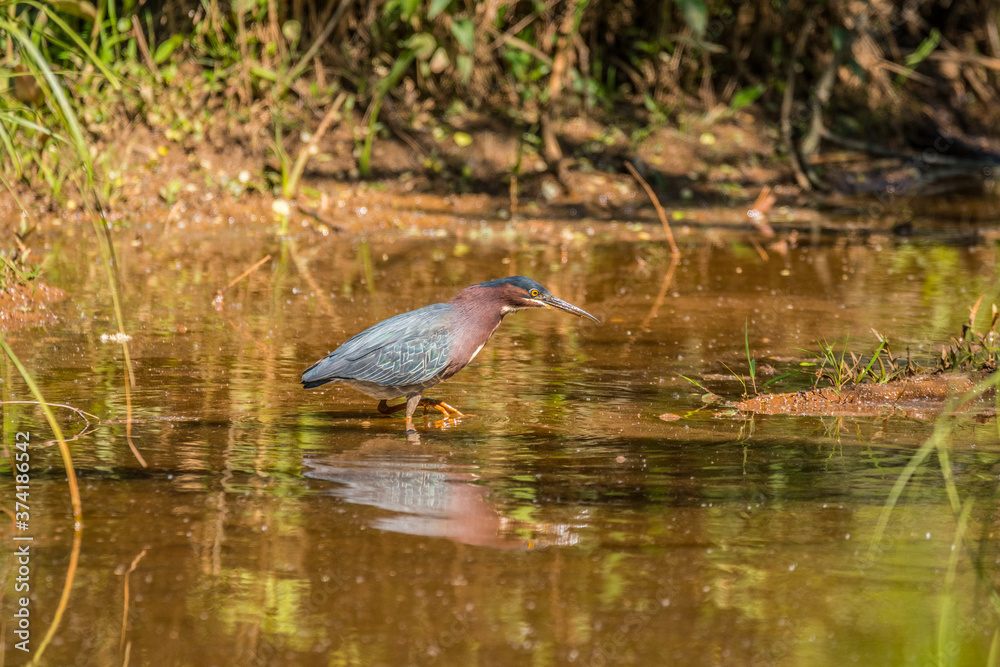 Green heron hunting in the water Green heron hunting in the water