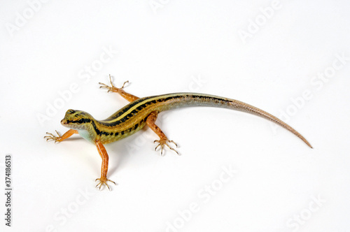 Snake-eyed Skink / Schlangenaugen-Skink (Cryptoblepharus boutonii) photo