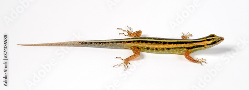 Snake-eyed Skink / Schlangenaugen-Skink (Cryptoblepharus boutonii) photo