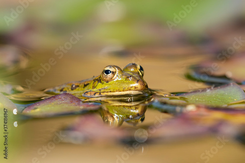Selective focus of Iberian green frog (Pelophylax perezi), between lily pads
