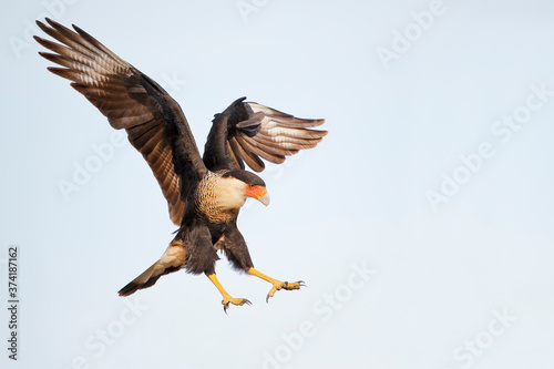 Northern Crested Caracara (Caracara cheriway) about to land with wings open, Texas, USA