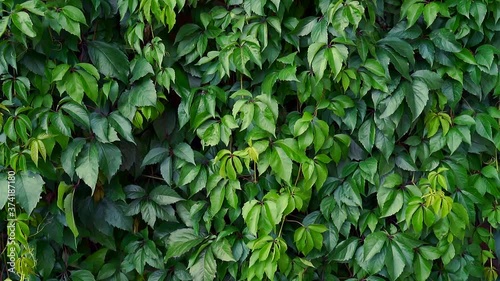 Wallpaper Mural Decorative wild green grapes growing Parthenocissus quinquefolia, known as Virginia creeper, Victoria creeper, five-leaved ivy, or five-finger, is species of flowering plant in grape family, Vitaceae  Torontodigital.ca