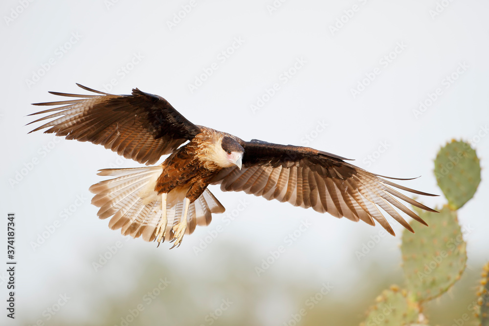 Northern Crested Caracara (Caracara cheriway) flying, Texas, USA Northern Crested Caracara (Caracara cheriway) flying, Texas, USA