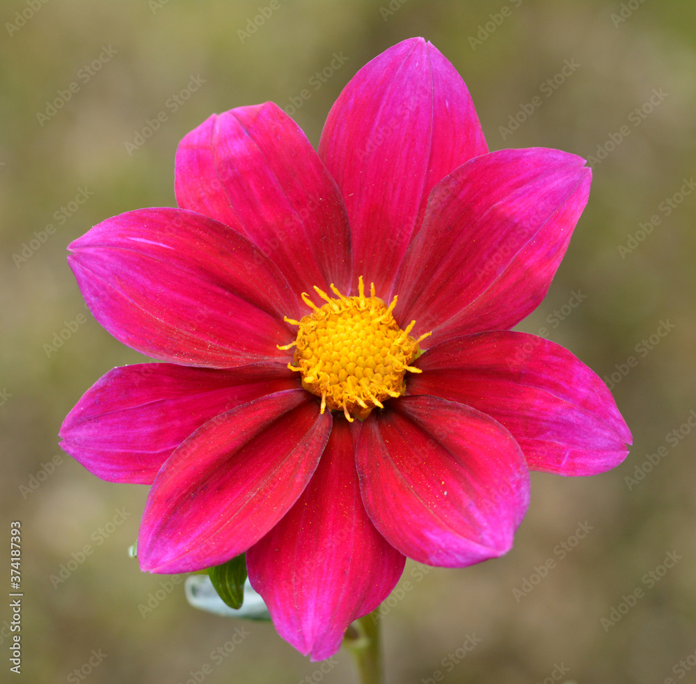 Dahlia