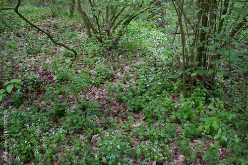 grünes Wald Unterholz im Frühling