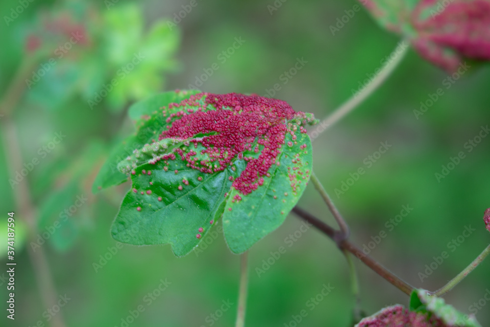 Rote Punkte auf Blättern