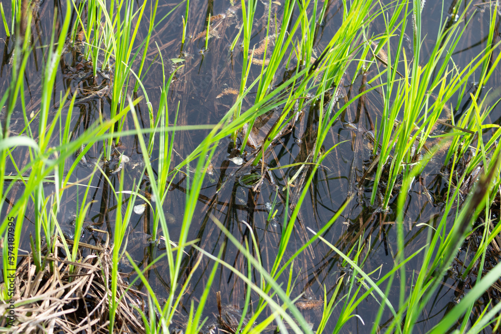 sattgrüne Wasserpflanzen sattgrüne Wasserpflanzen