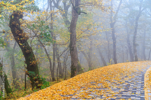 The terrenkur trail is strewn with fallen yellow leaves. Autumn deciduous forest in the fog. Mount Zheleznaya. Zheleznovodsk. Caucasus. photo