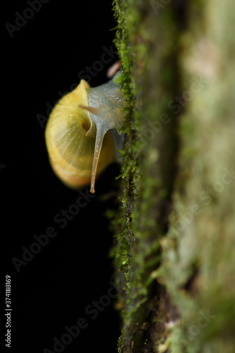 Drymaeus sulphureus on moss tree photo