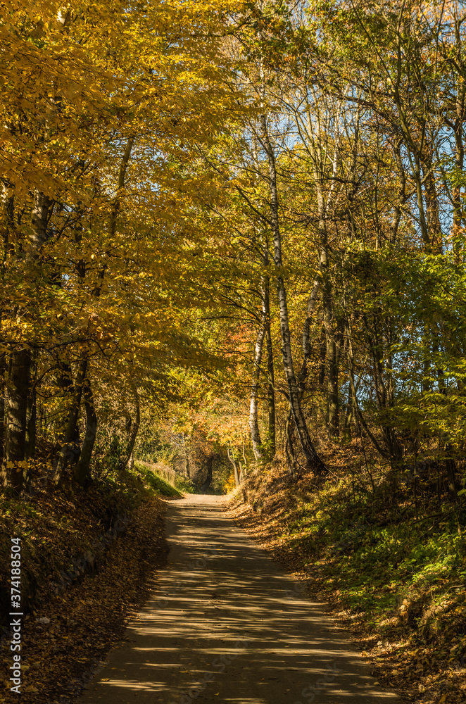 Obraz premium Path in autumn forest, Ojcowski National Park, Poland