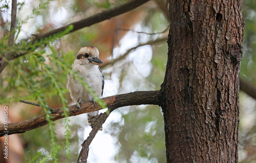 Laughing kookaburra on the branch - Victoria, Australia