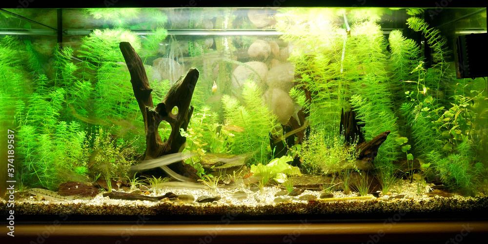 Aquarium representing natural biotop of European nature. Cold water